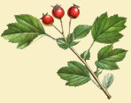 ad78.jpg