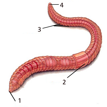 Передний и задний конец червя. Строение червяка дождевого. Внешнее строение дождевого червя. Внешнее строение дождевого червяка. Анатомия дождевого червя.