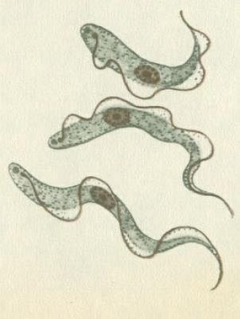 trypanosoma.jpg