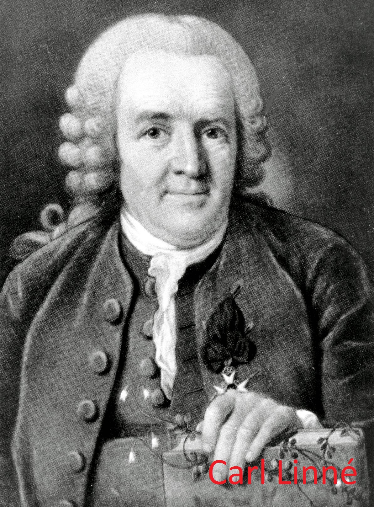 Карлах. Карл Линней. Шведский естествоиспытатель Карл Линней (1707-1778). Карл Линней портрет. Шведский ученый Карл Линней.